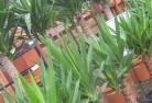 Bromleyplant-nursery-10.jpg; ?>